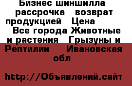 Бизнес шиншилла, рассрочка - возврат продукцией › Цена ­ 4 500 - Все города Животные и растения » Грызуны и Рептилии   . Ивановская обл.